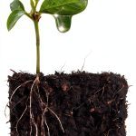 Soil Science eBook New Society Publishers Garden Kindle Edition-0