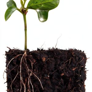 Soil Science eBook New Society Publishers Garden Kindle Edition-0
